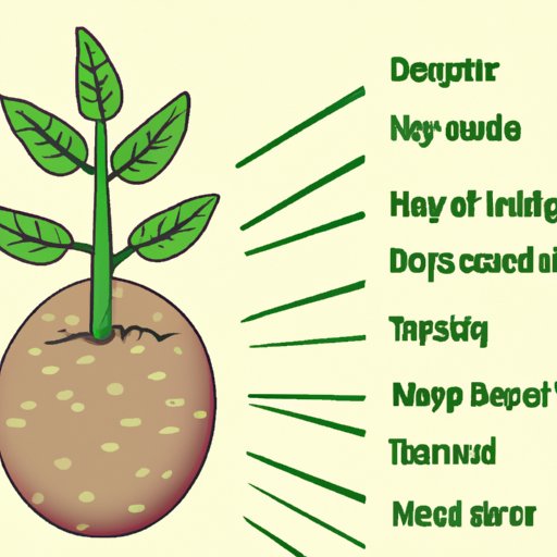 The Science Behind Potato Sprouting and Why It Happens