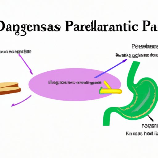 How a Lack of a Pancreas Affects Digestion and Absorption of Nutrients