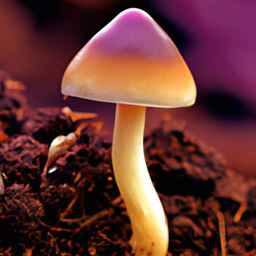 The Science of Smoking Psychedelics: What Happens When You Smoke Shrooms