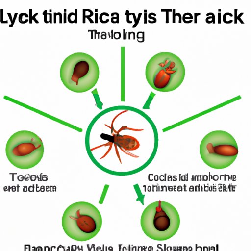 The Science of Lyme Disease and How it Spreads Through Tick Bites