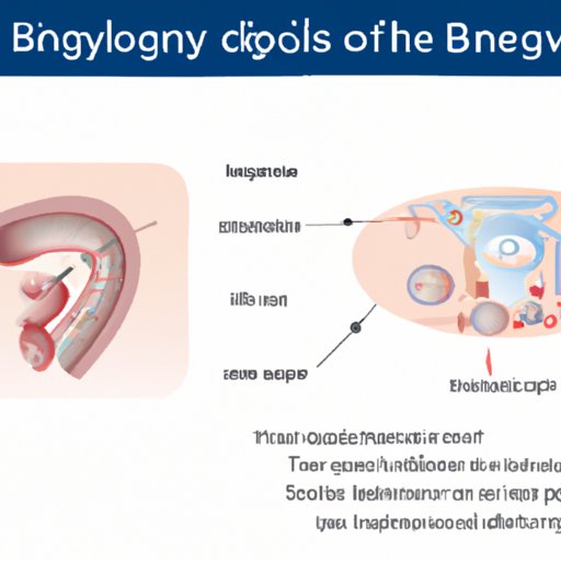 II. Understanding the biology of early pregnancy