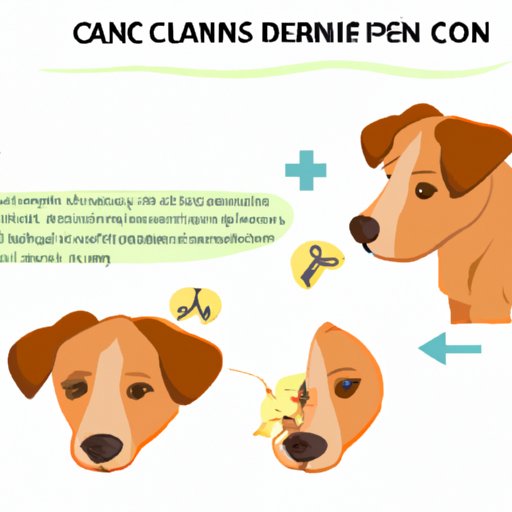 III. Common Ear Infections in Dogs and How to Prevent Them