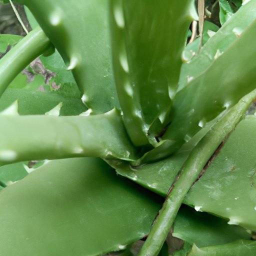 IV. Aloe Vera for Stye