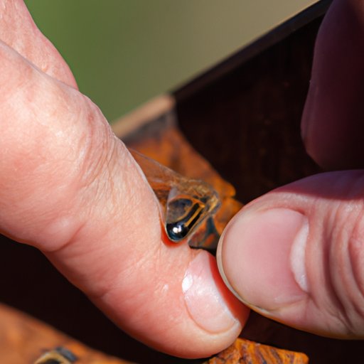 VII. How to Identify Different Ground Bee Species and Customize Your Removal Approach