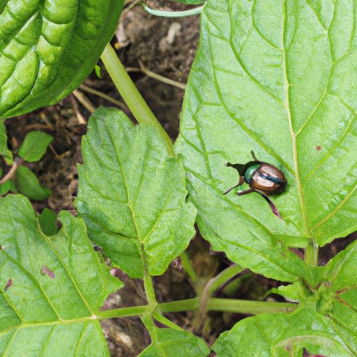 V. Companion planting for managing Japanese beetles