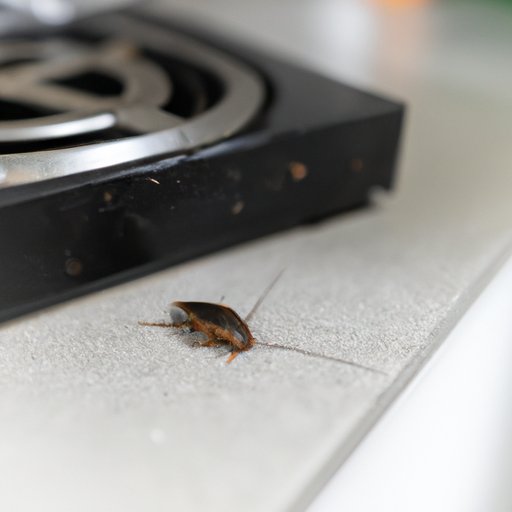 The Importance of Keeping a Clean Kitchen to Avoid Roaches