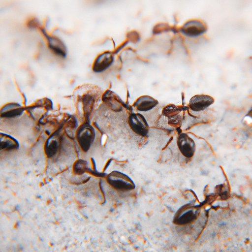 II. DIY home remedies for getting rid of sugar ants