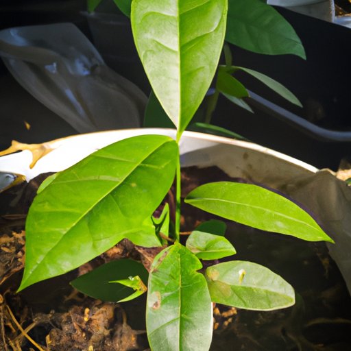 VI. The Benefits of Growing Your Own Avocado Plant vs. Buying One from a Nursery