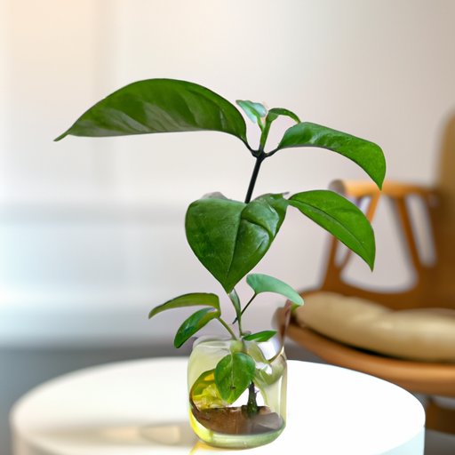 10 Creative Ways to Use Avocado Plants in Your Home