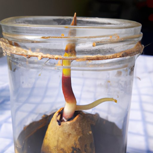 The Science of Avocado Plant Germination