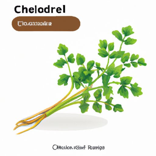 Introduction on the Importance of Cilantro in Cooking