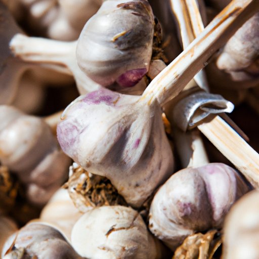 V. Maximizing Your Garlic Yield: Secrets of the Pros