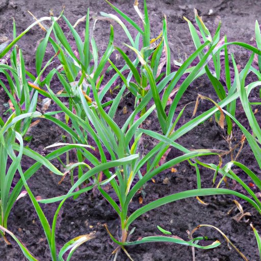 VI. How to Successfully Grow Garlic in Any Climate