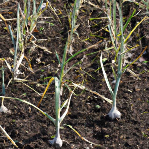 VII. Preparing Your Soil for a Bountiful Garlic Harvest