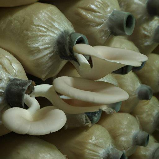 The Basics of Mushroom Cultivation