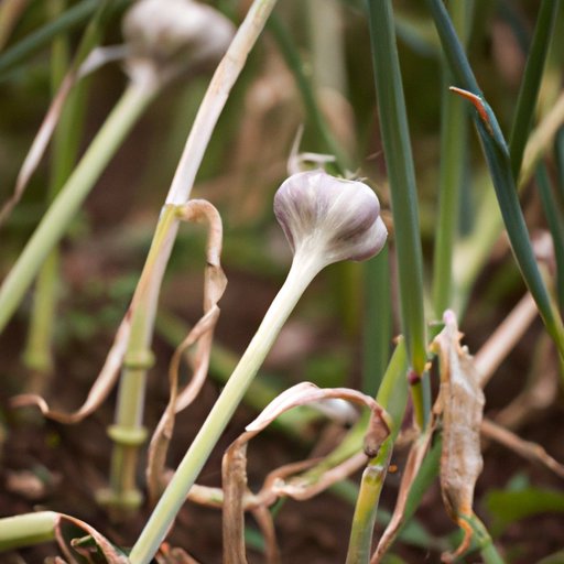 10 Tips for Growing Garlic in Your Own Backyard