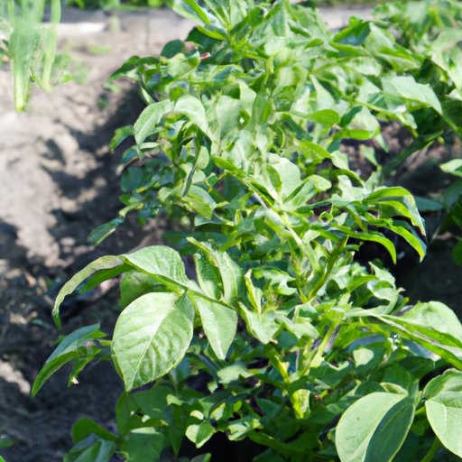 V. Growing Potatoes in Raised Beds