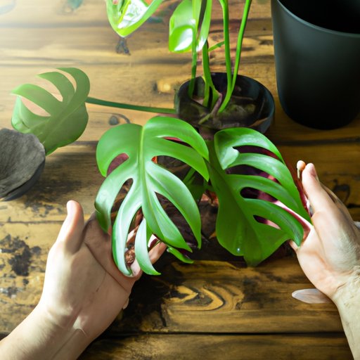 Propagating Monstera: Tips and Tricks for Growing New Plants