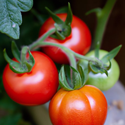 Start Your Garden Right: The Best Tomatoes for Roasting