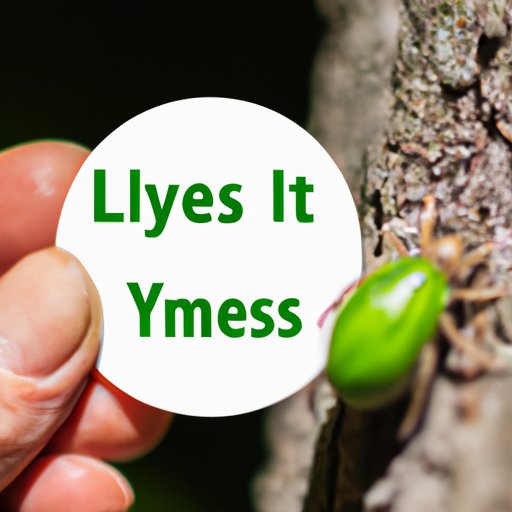 The Importance of Early Lyme Disease Detection and Testing