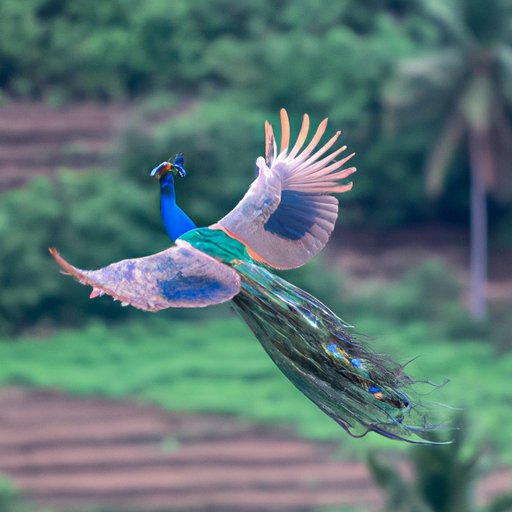 The Beauty and Power of Peacocks in Free Flight